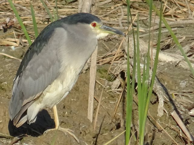 Amposta